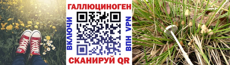 Псилоцибиновые грибы Cubensis  закладки  Глазов 